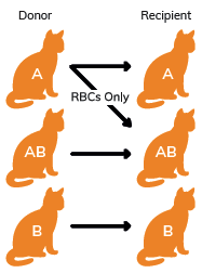 KABB BIO Feline AB Blood Typing Rapid Kit, Health Test Kit for Pet (Ca –  PETBUCK