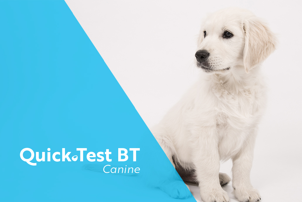 photo chien pour la gamme blood typing