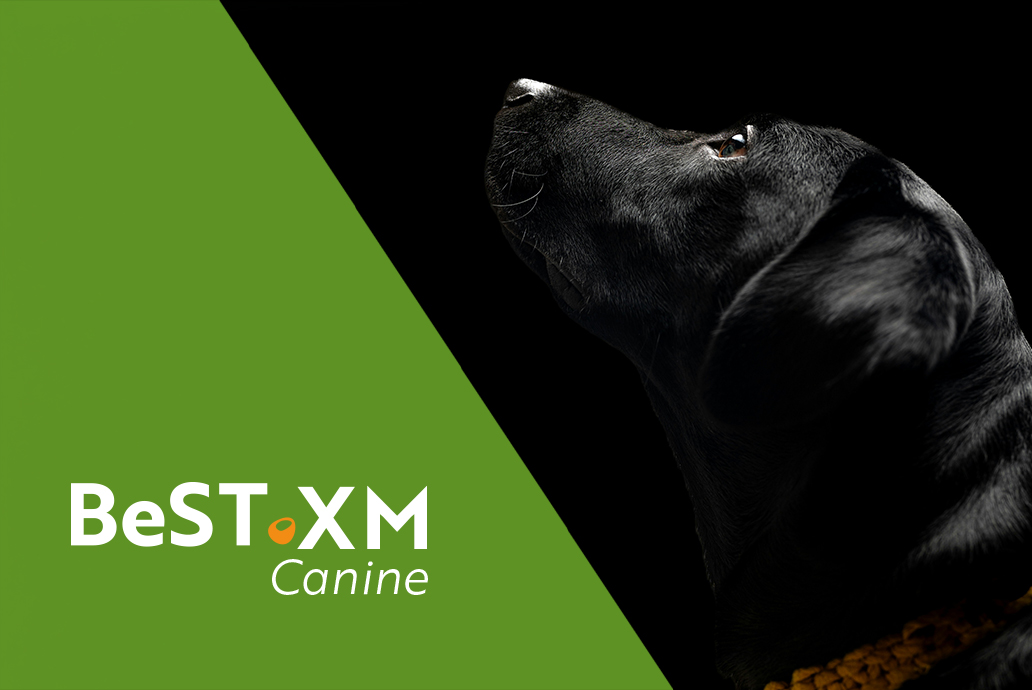photo chien pour la gamme BeST XM