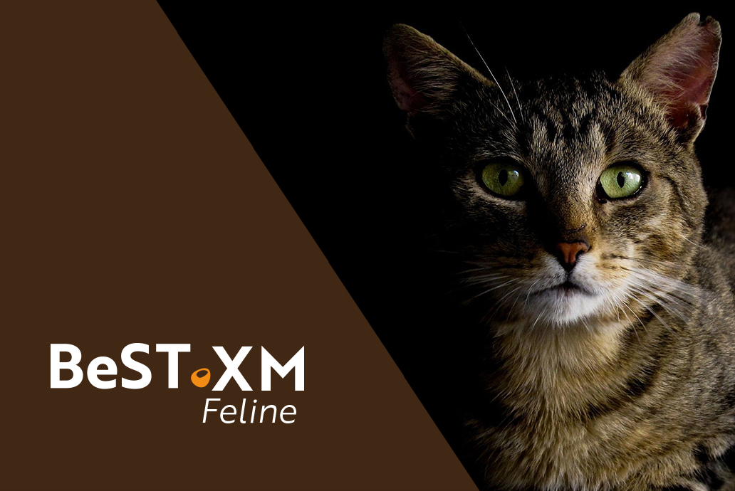 photo Chat pour la gamme BeST XM