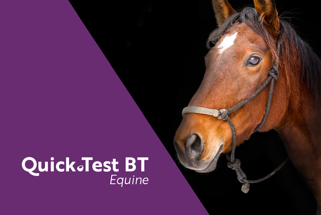 photo Cheval pour la gamme blood typing