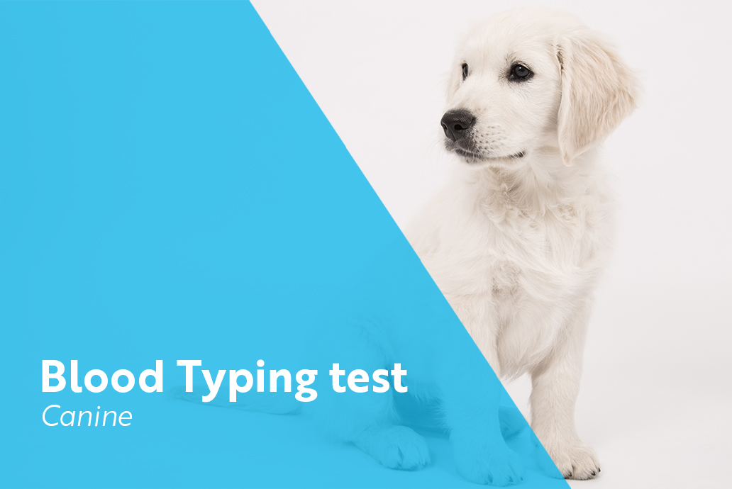 photo chien pour la gamme blood typing