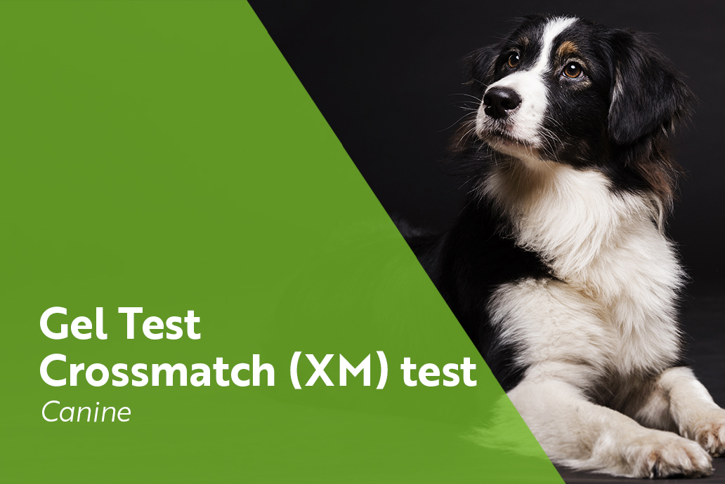 photo chien pour la gamme gel test crossmatch