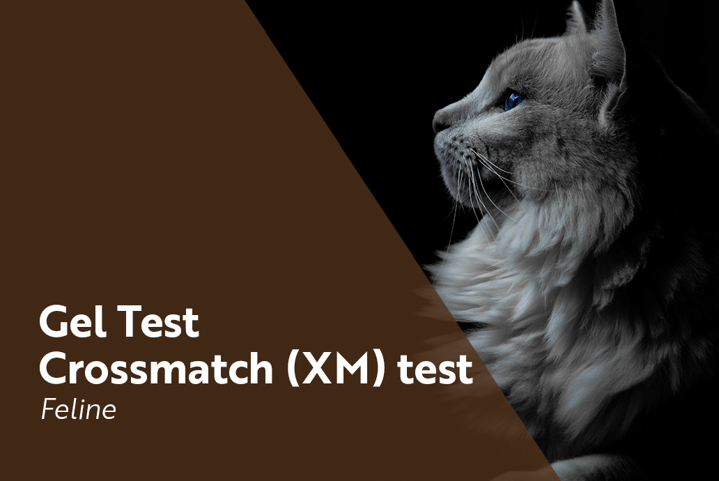 photo chat pour la gamme gel test crossmatch