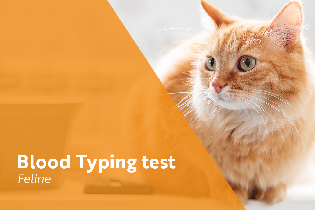 photo Chat pour la gamme blood typing