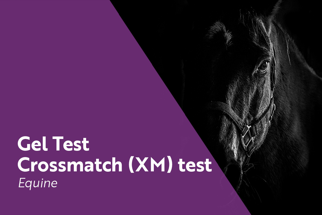 photo cheval pour la gamme gel test crossmatch