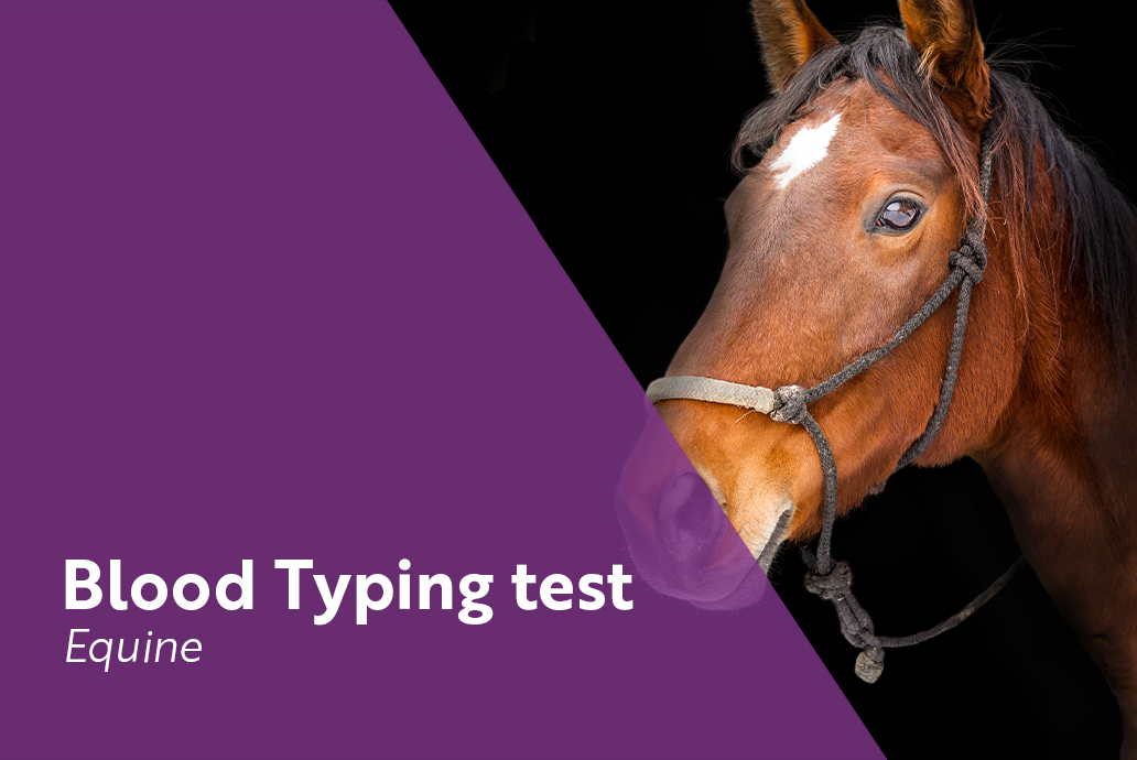 photo Cheval pour la gamme blood typing
