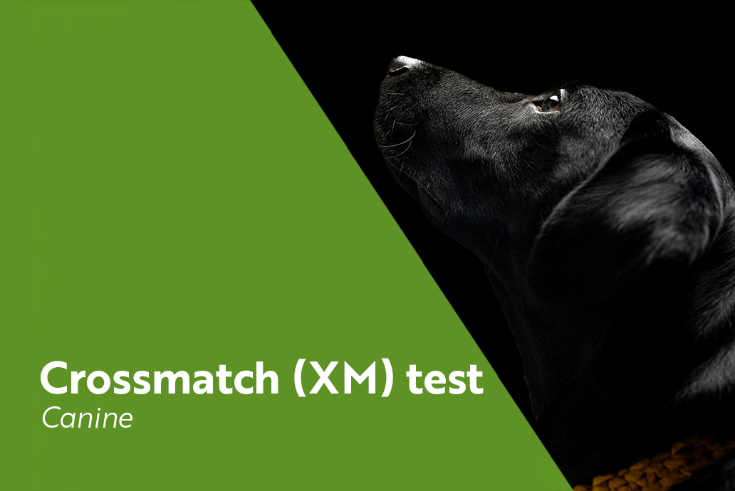 photo chien pour la gamme BeST XM