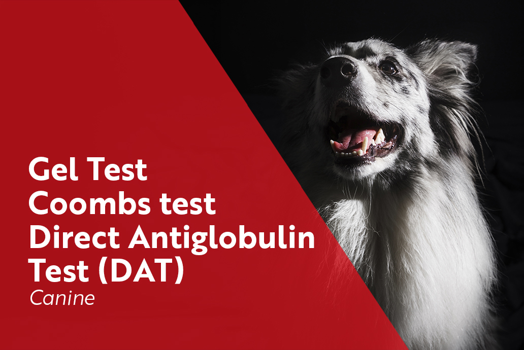 photo chien pour la gamme gel test DAT