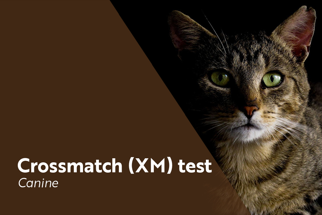 photo Chat pour la gamme BeST XM