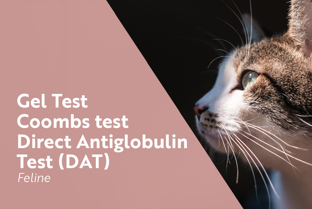 photo chat pour la gamme gel test DAT