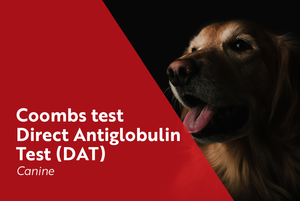 photo chien pour la gamme Direct Anti-globulin