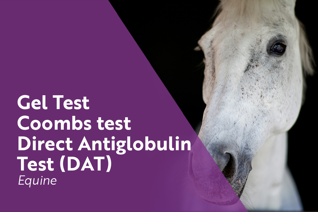 photo cheval pour la gamme gel test DAT