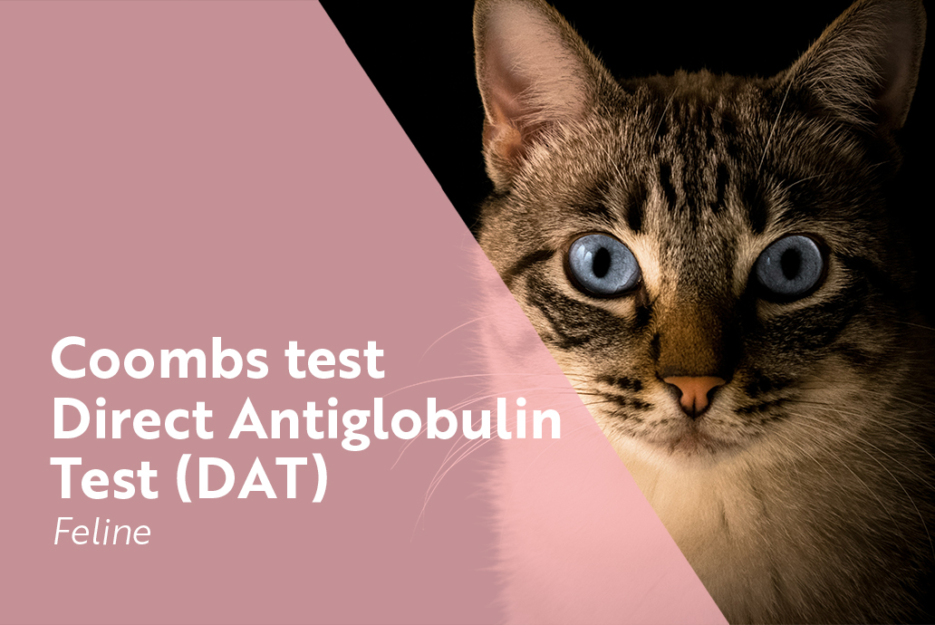 photo Chat pour la gamme Direct Anti-globulin