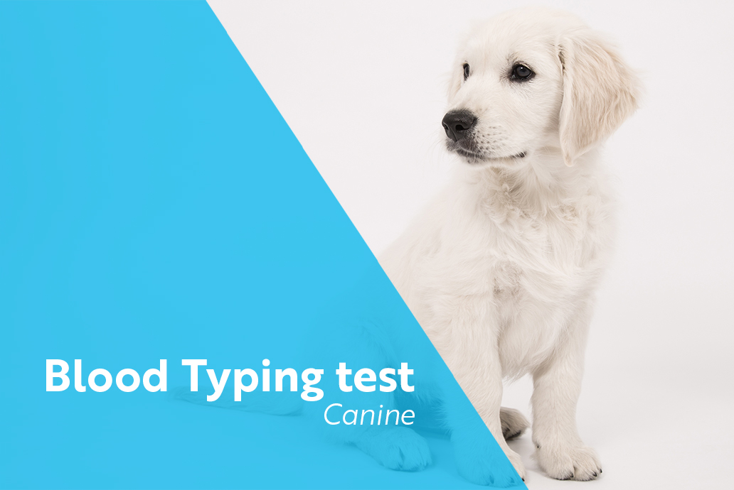 photo chien pour la gamme blood typing