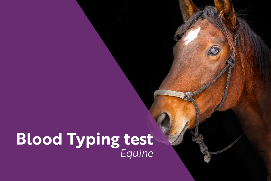 photo Cheval pour la gamme blood typing